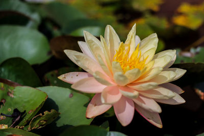 Close-up of white water lily