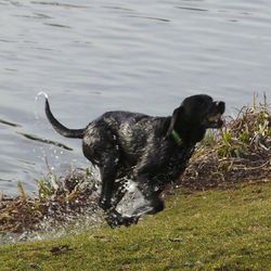 Dog looking away in water