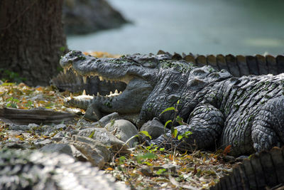 Freshwater crocodile