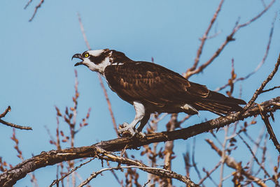 Low angle view of eagle perching on tree against sky