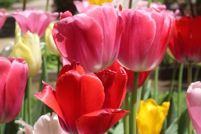 Close-up of pink tulips blooming outdoors