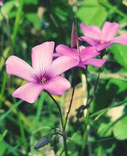 Close-up of pink flower