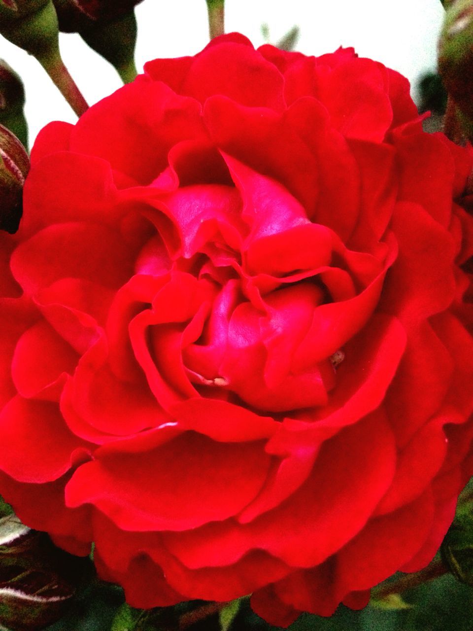 flower, petal, flower head, freshness, fragility, red, beauty in nature, growth, close-up, rose - flower, nature, blooming, single flower, plant, focus on foreground, pink color, in bloom, day, rose, no people