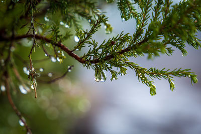 Low angle view of wet tree branch