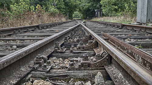 Railroad tracks amidst trees