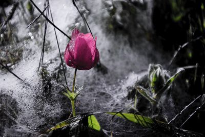 Close-up of pink flowers