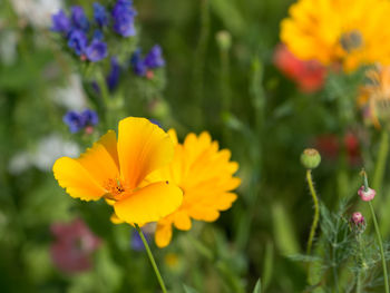 Close-up of yellow flowering plant