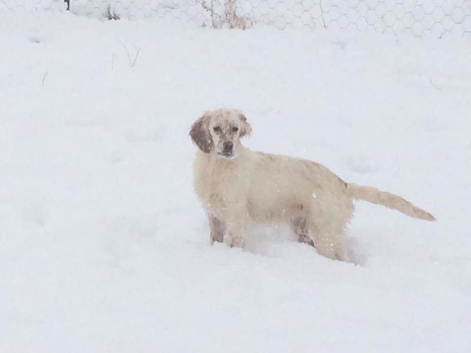 DOG ON SNOW ON FIELD DURING WINTER