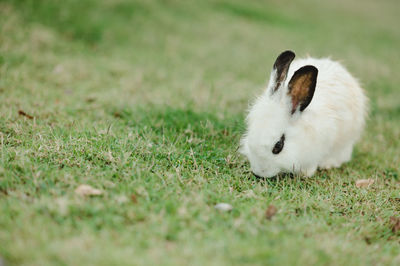 Rabbit on field