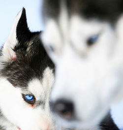 Close-up portrait of dog