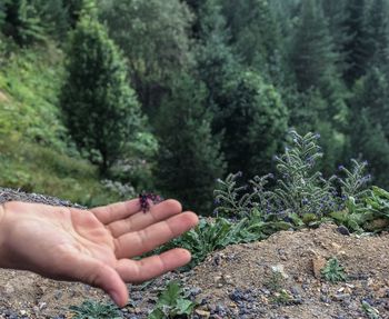 Cropped image of person hand holding insect outdoors