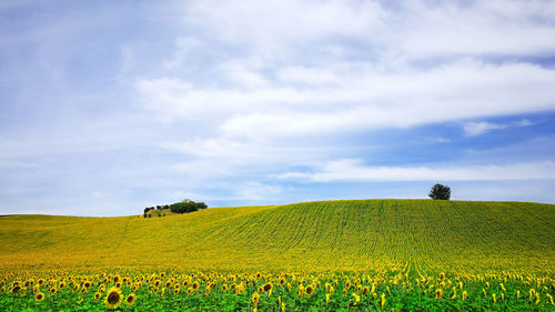 Yellow flowers on field against sky