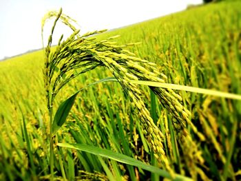 Close-up of crops growing on field against sky