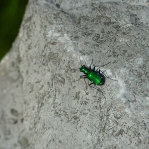 Close-up of housefly