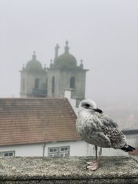Seagull perching on a building