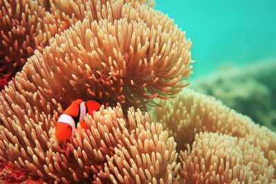 Nemo fish whose life is always between the anemones