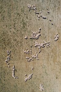 High angle view of flock of birds