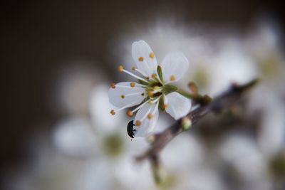 Close-up of insect on apple blossom