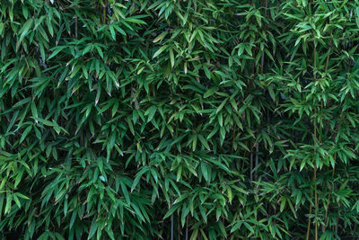 Full frame shot of fresh green plants