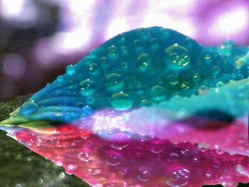 Close-up of water drops on multi colored leaf