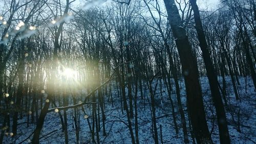 Low angle view of trees in forest against sky