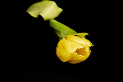 Close-up of yellow flower over black background