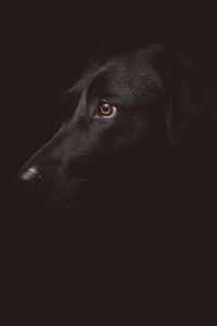 Close-up of dog looking away