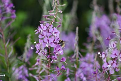 Close-up of bee on purple flowers