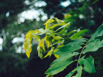 Close-up of plant