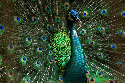 Full frame shot of peacock