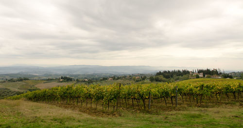 Scenic view of vineyard against sky