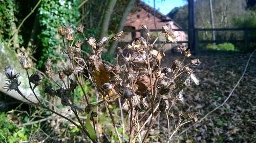 Close-up of dry flowers on tree
