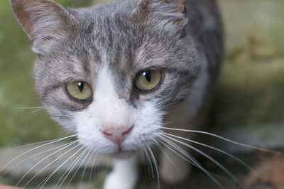 Close-up portrait of cat