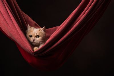 Close-up of cute kitten in textile against black background