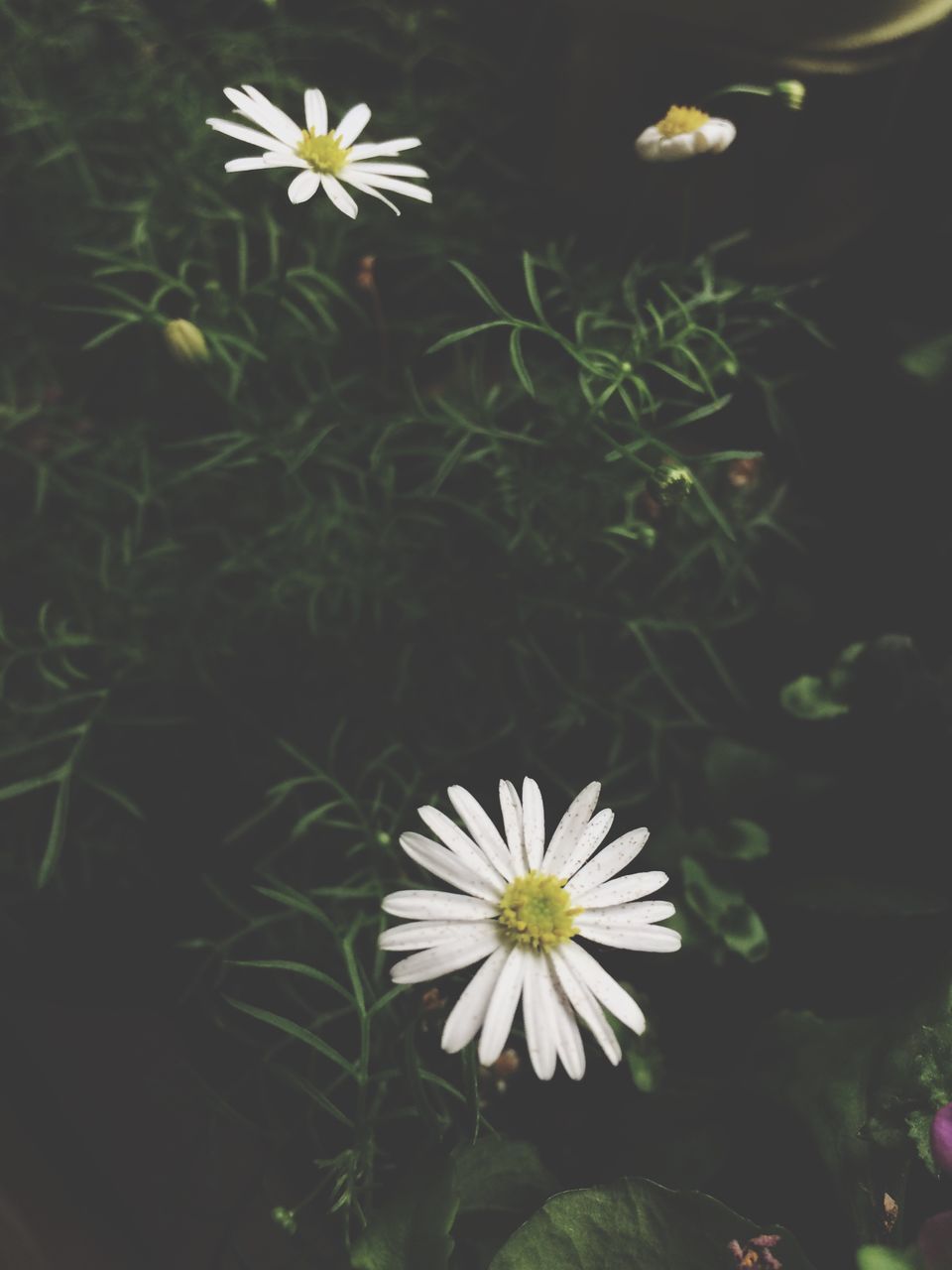 flower, petal, nature, growth, beauty in nature, fragility, freshness, flower head, plant, white color, blooming, no people, day, close-up, outdoors, osteospermum