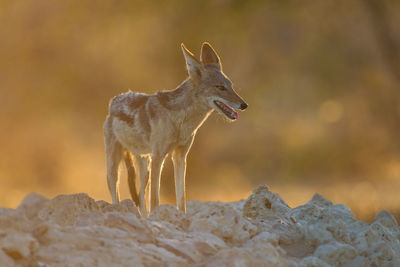 View of lizard on rock