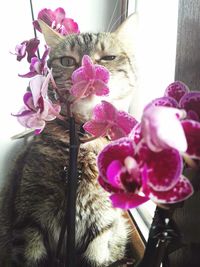 Close-up of pink orchid flowers