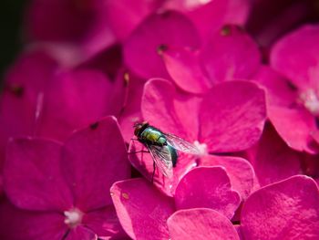 Close-up of insect on pink flower