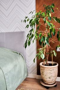 A corner in the bedroom with a bed and a large green ficus plant in clay pot.