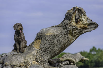 Dog sitting on a tree trunk against sky