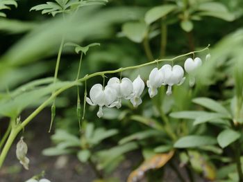 Close-up of white flowering plant