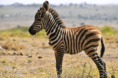 Young zebra standing on field