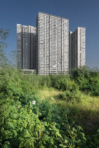 Grass growing on field by buildings against clear sky