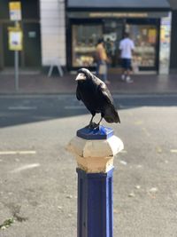 Close-up of bird perching on a street