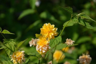 Close-up of yellow flower