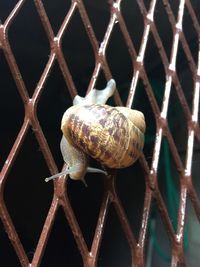 Close-up of snail on fence