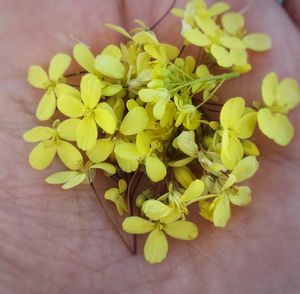 High angle view of yellow flowers on table