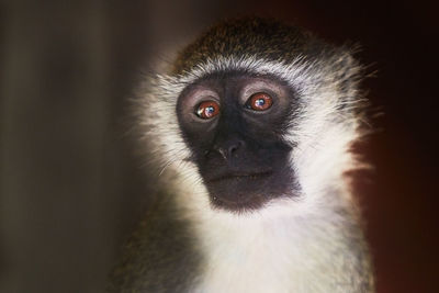 Close-up portrait of black eye