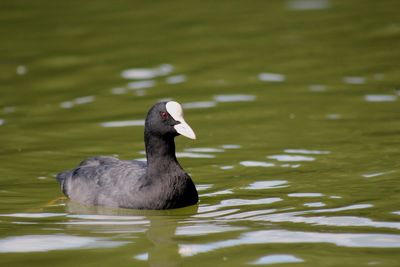 Close-up of duck swimming in lake