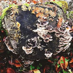 Close-up of tree trunk during autumn